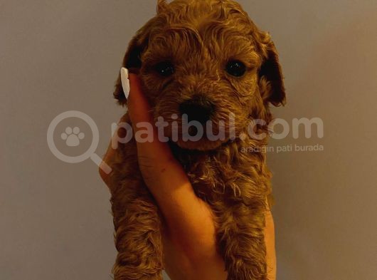 Tatlı Toy Poodle Yavrularımız görsel