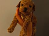 Tatlı Toy Poodle Yavrularımız