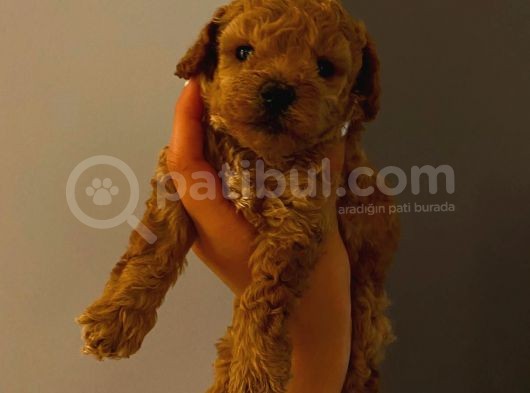 Tatlı Toy Poodle Yavrularımız görsel