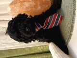 Tatlı Toy Poodle Yavrularımız