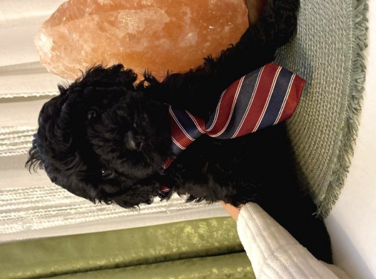 Tatlı Toy Poodle Yavrularımız görsel