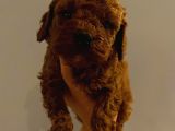 Tatlı Toy Poodle Yavrularımız