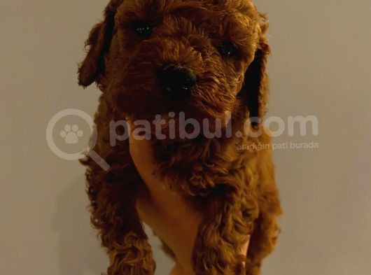 Tatlı Toy Poodle Yavrularımız