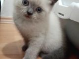 Bri̇ti̇sh Shorthai̇r Bluepoi̇nt Ve Scotti̇sh Fold Bluepoi̇nt  Yavrular