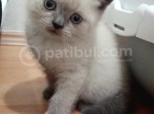 Bri̇ti̇sh Shorthai̇r Bluepoi̇nt Ve Scotti̇sh Fold Bluepoi̇nt  Yavrular görsel