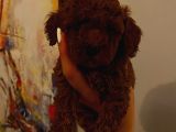 Tatlı Toy Poodle Yavrularımız