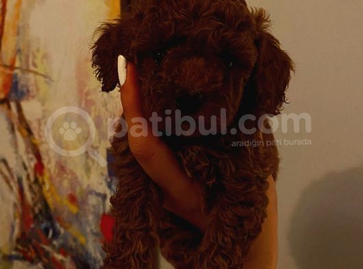 Tatlı Toy Poodle Yavrularımız görsel