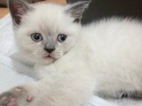 Bri̇ti̇sh Shorthai̇r Bluepoi̇nt Ve Scotti̇sh Fold Bluepoi̇nt  Yavrular