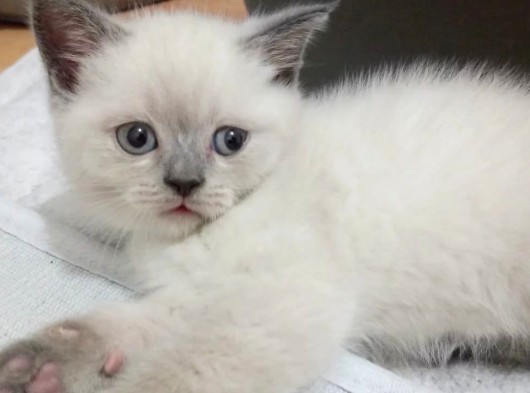 Bri̇ti̇sh Shorthai̇r Bluepoi̇nt Ve Scotti̇sh Fold Bluepoi̇nt  Yavrular görsel