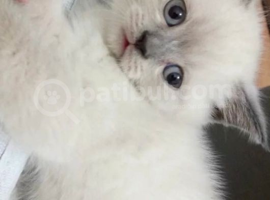Bri̇ti̇sh Shorthai̇r Bluepoi̇nt Ve Scotti̇sh Fold Bluepoi̇nt  Yavrular görsel
