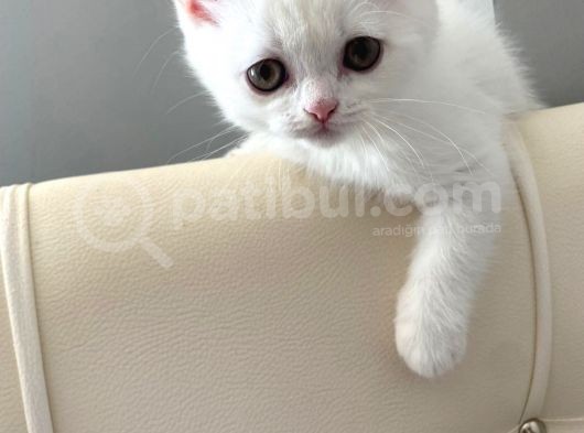 Beyaz Melekler Ister Tek Tek Ister Toplu görsel