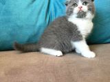Dişi Scottish Fold Blue Bicolor