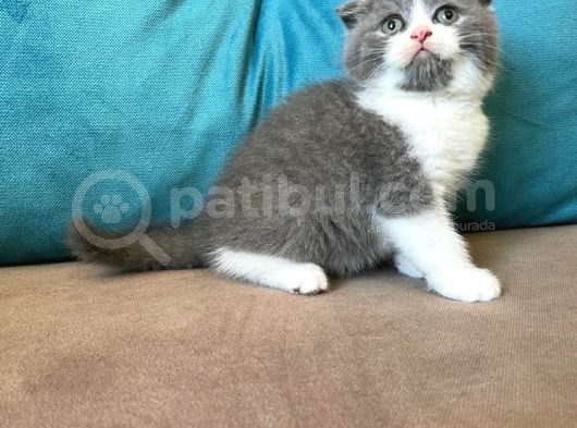 Dişi Scottish Fold Blue Bicolor