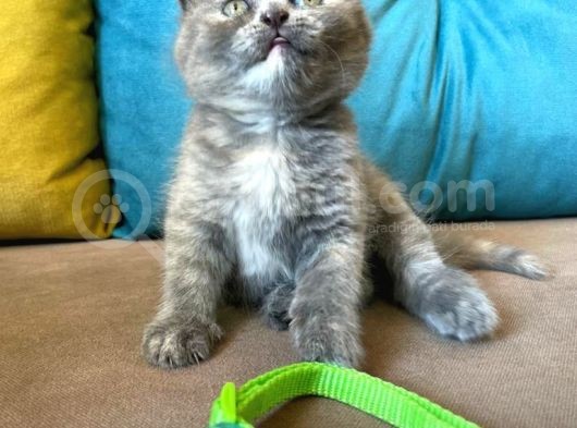 Dişi Scottish Fold Blue Bicolor görsel