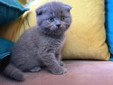 Dişi Scottish Fold Blue Bicolor