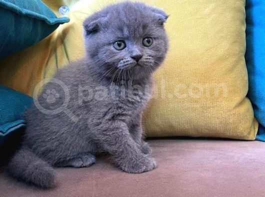 Dişi Scottish Fold Blue Bicolor görsel