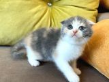 Dişi Scottish Fold Blue Bicolor