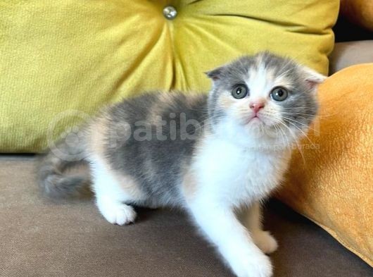 Dişi Scottish Fold Blue Bicolor görsel