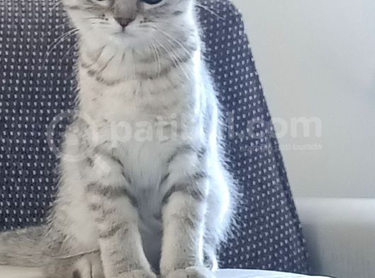 Akıllı Tatlı Oyuncu Bir Kiz