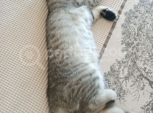 Akıllı Tatlı Oyuncu Bir Kiz görsel