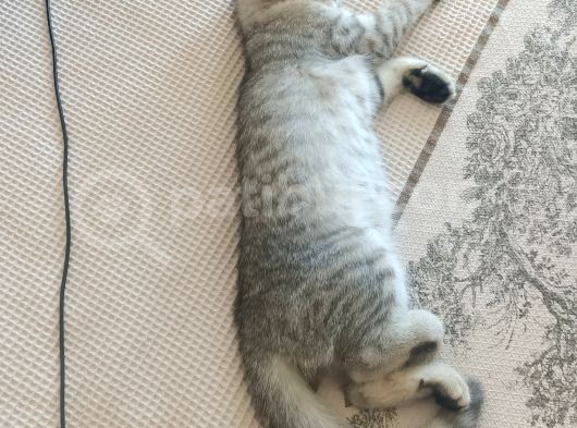 Akıllı Tatlı Oyuncu Bir Kiz görsel
