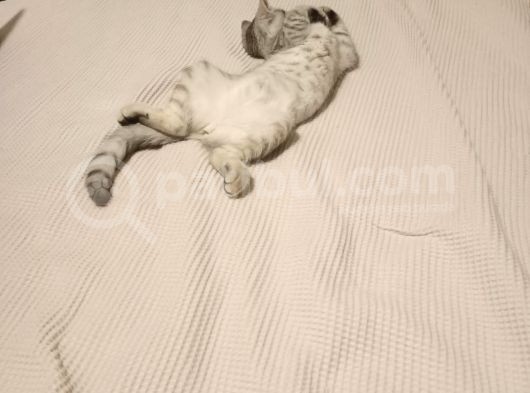 Akıllı Tatlı Oyuncu Bir Kiz görsel