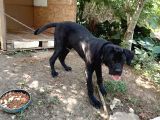 Cane Corso