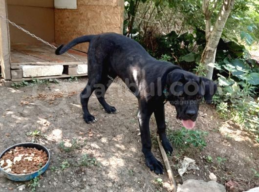 Cane Corso görsel