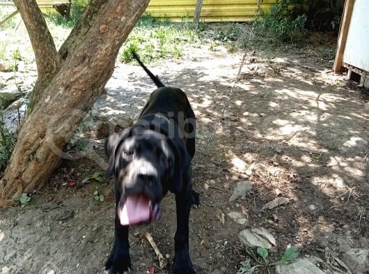 Cane Corso görsel
