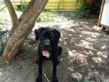 Cane Corso