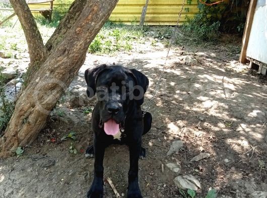 Cane Corso görsel