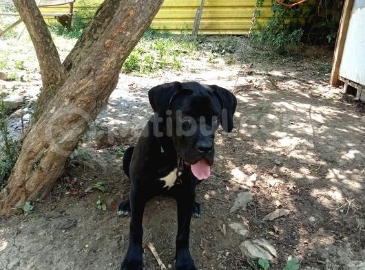 Cane Corso görsel