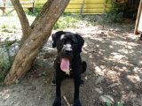 Cane Corso
