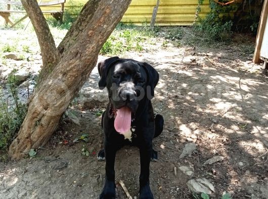 Cane Corso görsel