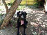 Cane Corso