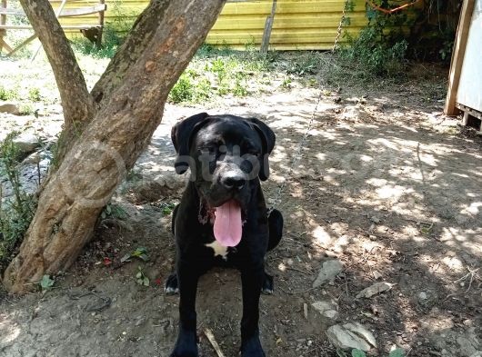 Cane Corso