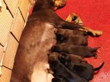 Orjinal King Doberman Yavruları