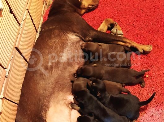 Orjinal King Doberman Yavruları görsel