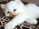 Safkan Sevimli Chincilla
