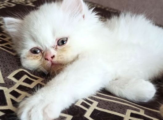 Safkan Sevimli Chincilla görsel