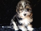 Terrier Bebekler