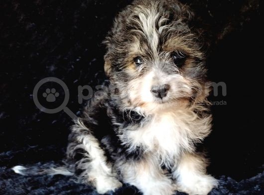 Terrier Bebekler