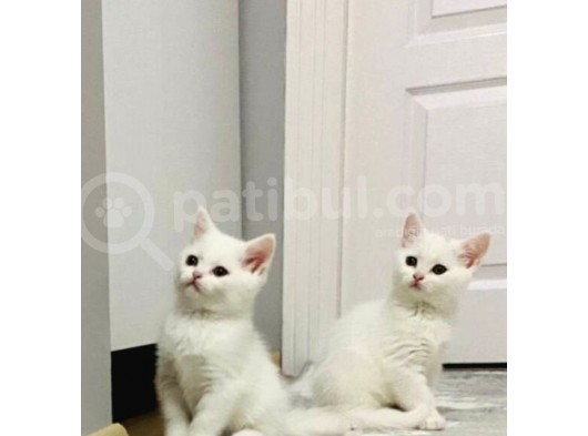 Beyaz Melekler Ister Tek Tek Ister Toplu görsel