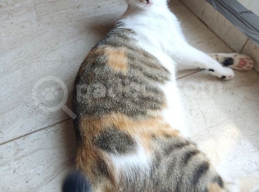 Sessiz Ev Kedisi görsel