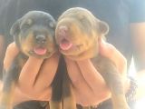Orjinal King Doberman Yavruları