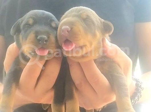 Orjinal King Doberman Yavruları görsel