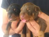Orjinal King Doberman Yavruları