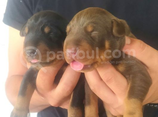 Orjinal King Doberman Yavruları görsel