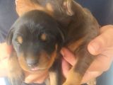 Orjinal King Doberman Yavruları