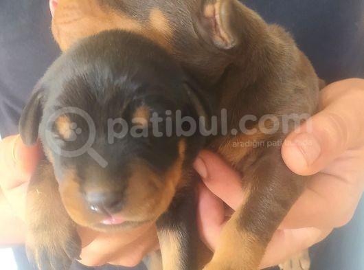 Orjinal King Doberman Yavruları